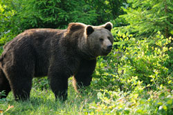 Bärentdeckung beim Wandern im Nationalpark Bayerischer Wald 